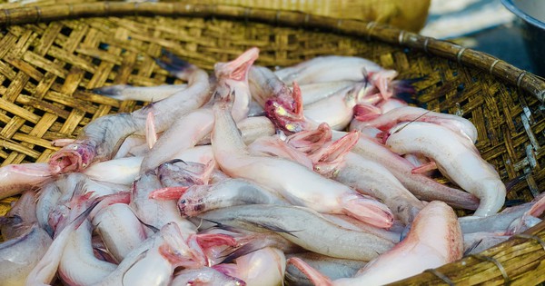 Phát hiện 5/7 mẫu cá cháo chứa Formol tại chợ ở Hà Tĩnh