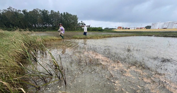 Tràn dầu tại Dung Quất: 18 ha ruộng lúa, ao tôm của người dân bị ảnh hưởng