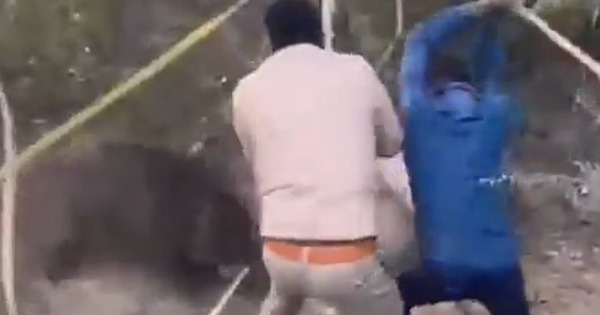 Lợn rừng hung dữ tấn công nhân viên kiểm lâm và cái kết