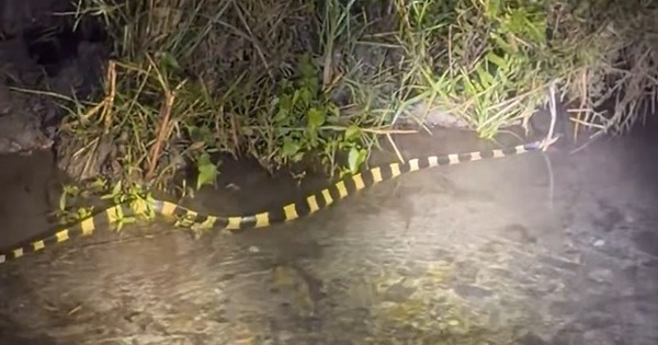 Đi tuần tra, người đàn ông bắt gặp cảnh tượng đáng sợ trong đêm