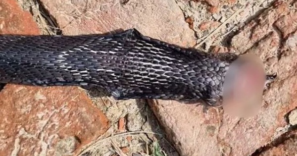 Bị rắn hổ mang cắn, người đàn ông có hành động đáp trả bất ngờ