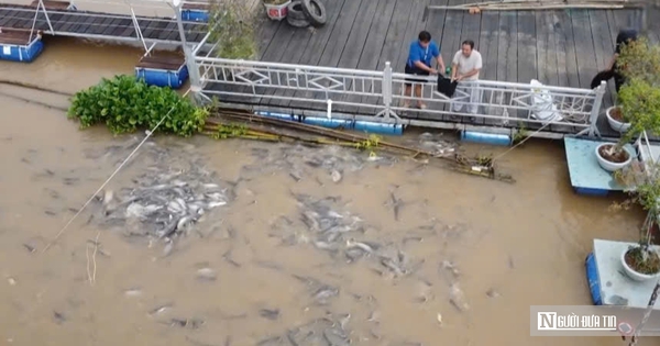 Chuyện lạ Đồng Tháp: Cá kéo về “xin ăn”, người dân nuôi như… thú cưng