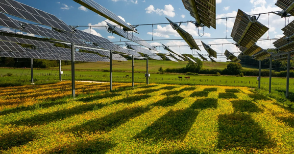 Tấm pin năng lượng mặt trời và lúa mì: Sự kết hợp “thay đổi cuộc chơi”