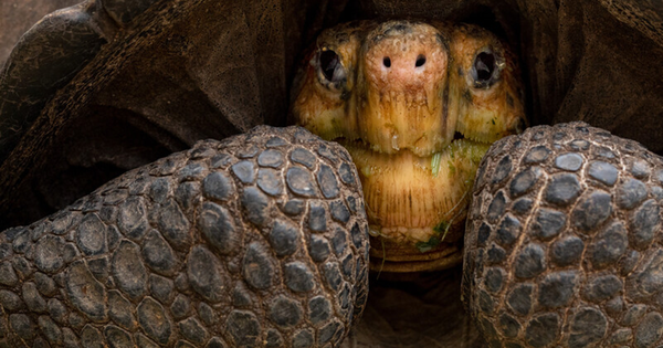 Loài vật quý hiếm bậc nhất hành tinh, tuyệt tích hơn 100 năm bất ngờ 