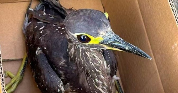 Đi câu cá, người đàn ông bắt được con chim 