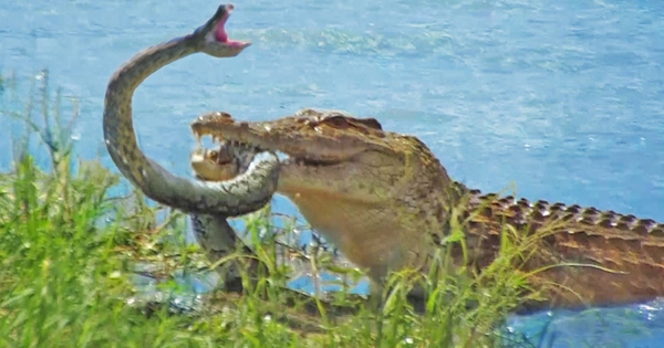 Trăn khủng đau đớn khi bị cá sấu quăng quật, tấn công trên sông