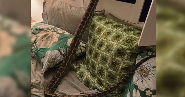 Tỉnh giấc giữa đêm, người phụ nữ sốc nặng khi thấy thứ nằm trên ngực