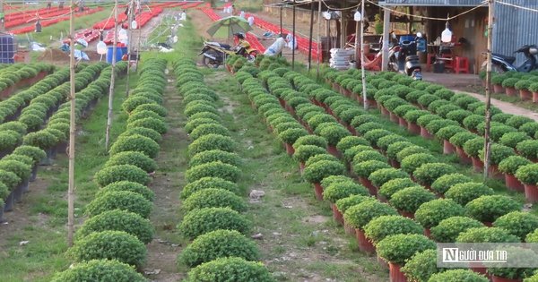 Làng hoa An Cư tất bật vụ Tết, cung ứng hàng chục nghìn chậu hoa ra thị trường