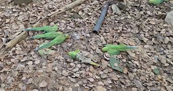 Phát hiện hơn 200 con chim chết bất thường trong khu rừng