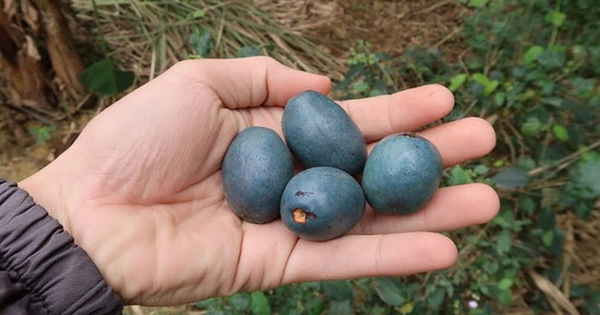 Loại quả xưa không ai thèm nhặt, giờ thành đặc sản tốt như 