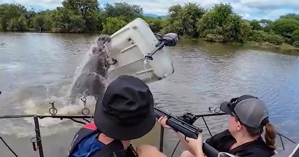 Hà mã hung hãn lật úp chiếc thuyền, người đàn ông rơi xuống sông