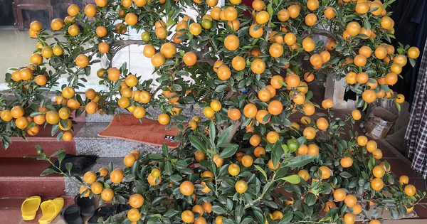 Cảnh báo nguy cơ ngộ độc nếu ăn quất cảnh sau Tết