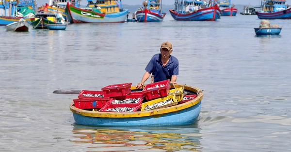 Rộn ràng mùa cá nục ở Quảng Ngãi