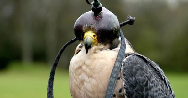 Loài chim đắt đỏ bậc nhất thế giới giá nửa tỷ/con, đi máy bay như “quý tộc”