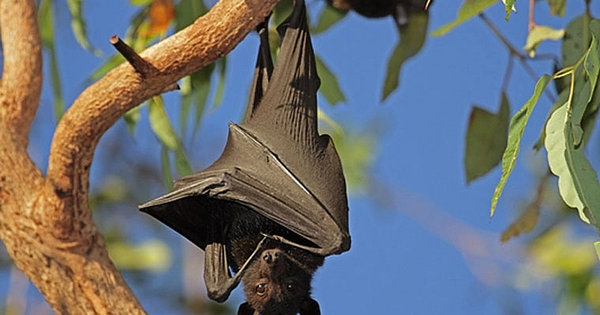 Giải mã bí ẩn: Vì sao dơi có thể treo ngược hàng giờ mà không tốn sức?