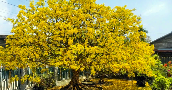 Khách đại gia ngã giá 10 tỷ đồng cho cây mai 129 tuổi, chủ nhân chưa gật đầu