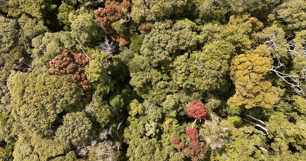 Vẻ đẹp mê hoặc của rừng Măng Đen mùa thay lá