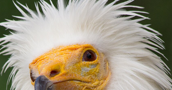 Loài vật quý hiếm bậc nhất hành tinh, tuyệt tích hơn 150 năm bất ngờ 