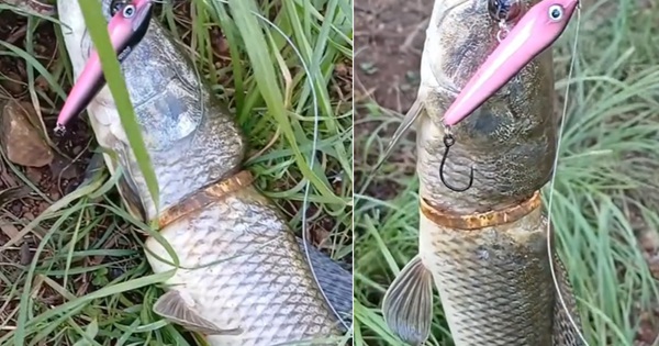 Cần thủ câu được con cá có vòng vàng trên cơ thể