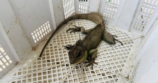 Nam thanh niên bắt được 