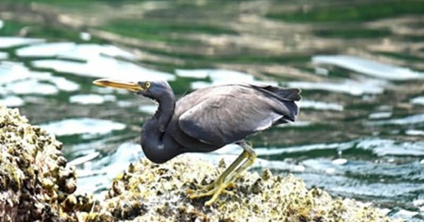 Lộ diện 4 loài chim lạ chưa từng được ghi nhận tại Phong Nha- Kẻ Bàng