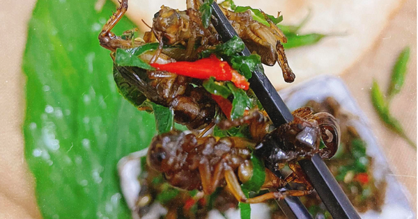 Con đặc sản “xấu xí” xưa không ai ngó, nay thành món lạ Tây Bắc, được dân nhậu mê tít săn lùng