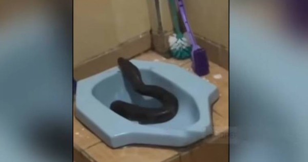 Người dân sốc nặng khi thấy thứ đáng sợ chui ra khỏi bồn cầu