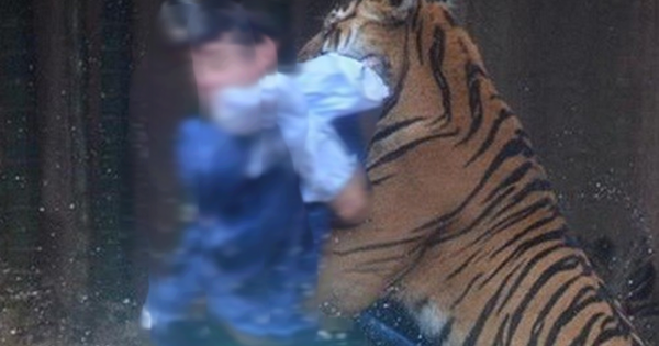 Đi làm về muộn, người đàn ông bị hổ dữ vồ tử vong