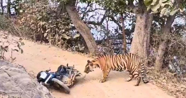 Nhân viên kiểm lâm chạm trán hổ dữ ở giữa đường và cái kết