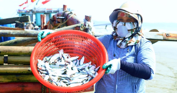 Chi phí tăng cao, ngư dân xứ Thanh vẫn bám biển mùa cá trích