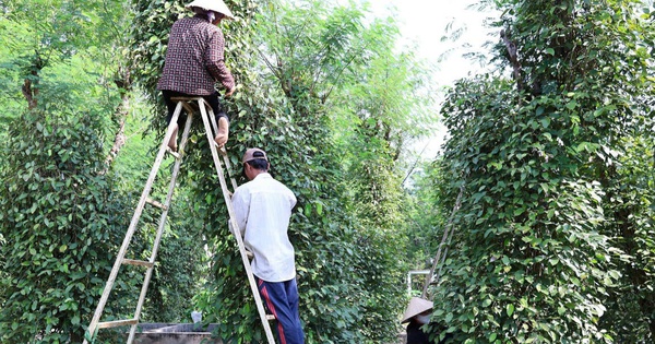 Nông dân Đồng Nai trúng mùa hồ tiêu