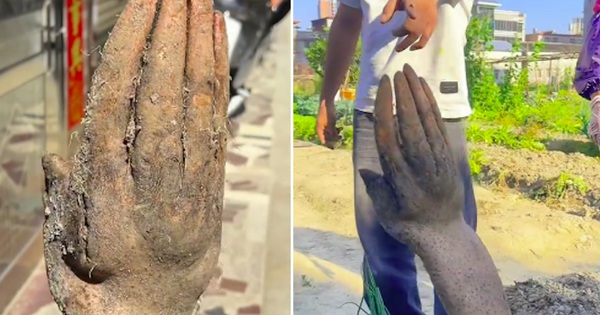 Người đàn ông đào được củ khoai có hình 