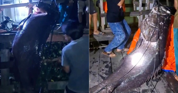 Ngư dân bắt được cá mú khổng lồ nặng hơn 100kg trên biển