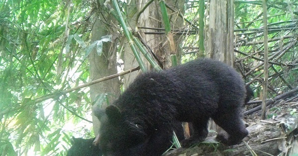 Gấu ngựa xuất hiện nhiều khu vực ở Pù Hu, hé lộ hệ sinh thái đa dạng hiếm có