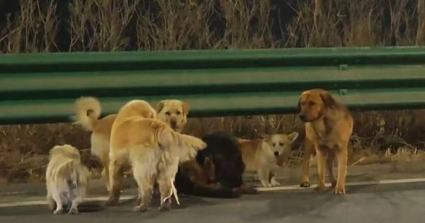 Bị bắt trộm, 7 chú chó trốn thoát khỏi xe tải rồi vượt 17km về nhà