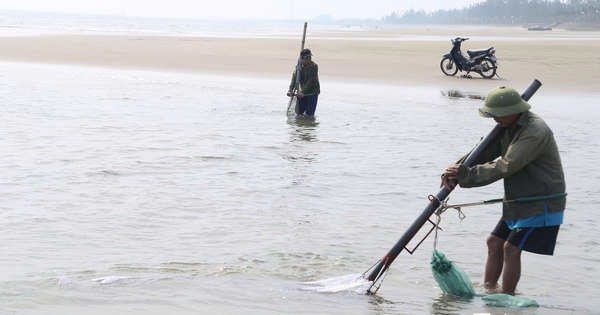 Cận cảnh nhọc nhằn nghề khom lưng trong sóng biển kiếm ngao mưu sinh