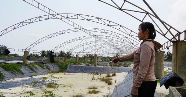 Chưa kịp “đổi đời” đã ôm khoản nợ tiền tỷ vì nuôi tôm