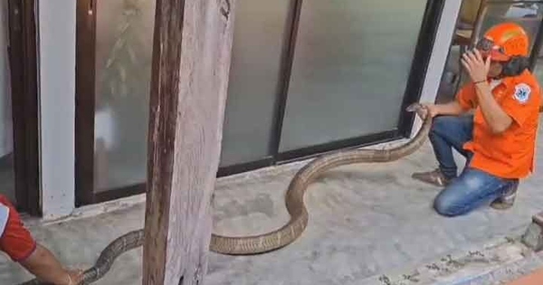 Bắt sống rắn hổ mang chúa dài 5 mét, nặng 15kg bò vào nhà dân
