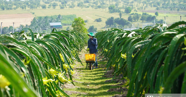 Thanh long xuất khẩu sang EU: Kiểm soát 30%, không phải 50%