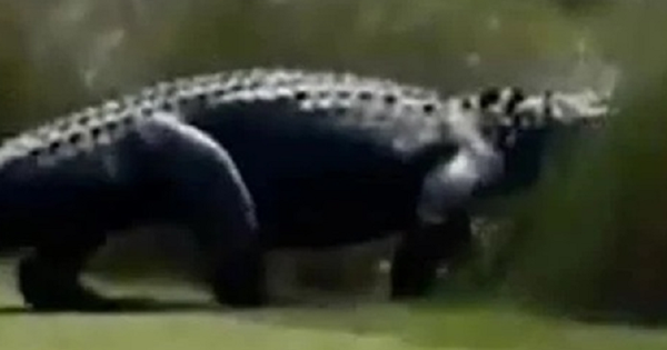 Đang chơi ngoài sân, người dân phát hiện cảnh tượng 