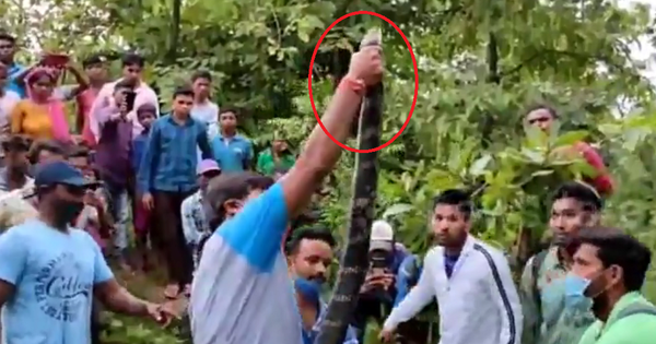 Bắt sống rắn hổ mang chúa 