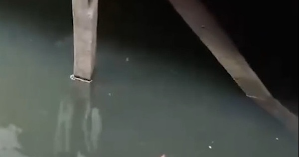 Đi bơi, bé trai la hét khi bị thứ đáng sợ cắn