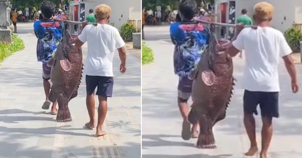 Ngư dân bắt được con cá mú khổng lồ trên biển