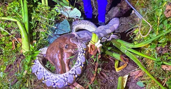 Nhìn ra vườn, người đàn ông thấy cảnh tượng 