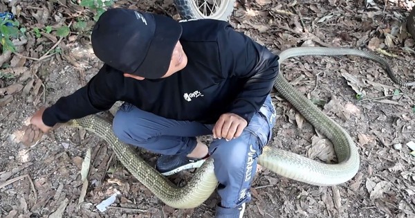 Bắt sống rắn hổ mang chúa dài 4 mét, nặng 8kg trên cây xoài