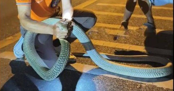 Người đàn ông dùng tay không bắt sống rắn hổ mang chúa dài 3,6 mét