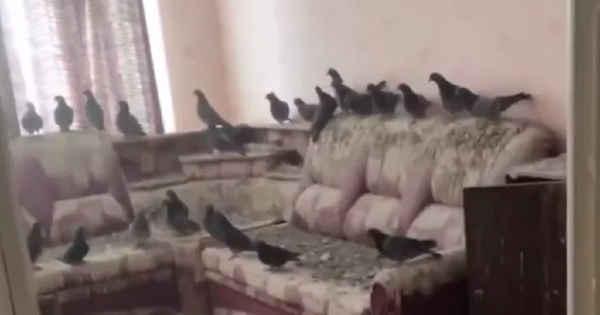 Vừa mở cửa, người đàn ông sốc khi thấy cảnh tượng 