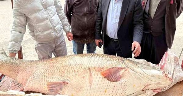 Ngư dân bắt được con cá măng khổng lồ nặng 120kg