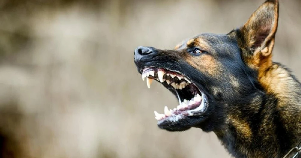 Trị chó cắn theo cách 