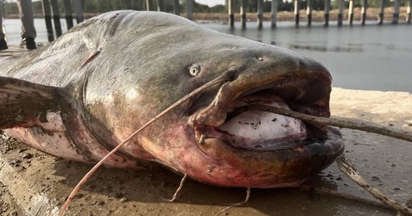 Ngư dân câu được con cá trê khổng lồ nặng 100kg trên sông